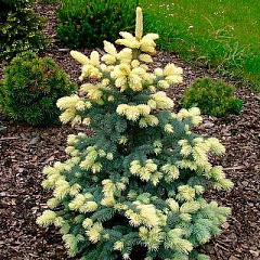 Ель колючая "Белобок" (Bialobok)