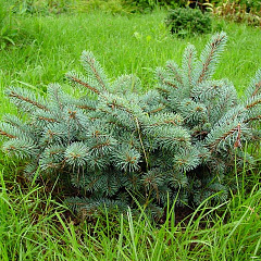 Ель колючая "Глаука Глобоза" (Glauca Globosa)