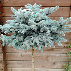 Ель колючая "Глаука Глобоза" (Glauca Globosa) на штамбе
