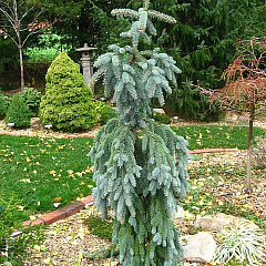 Ель колючая "Глаука Пендула" (Glauca Pendula)