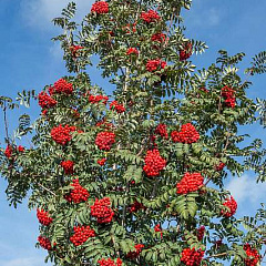 Рябина обыкновенная "Ширвотер Сидлинг" (Sheerwater Seedling)