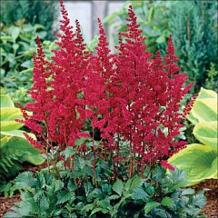 Астильба Арендса "Бургунди Ред" (Burgundy Red)