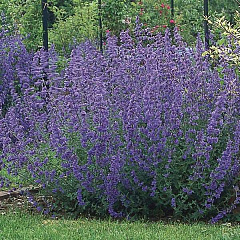 Котовник Фассена "Cикс Хиллс Гиант" (Six Hills Giant)