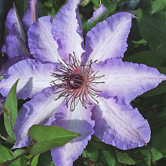 Клематис "Мисайо." (Misayo.)