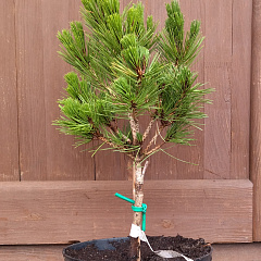 Сосна красная "Витчес Брум" (Witches Broom)
