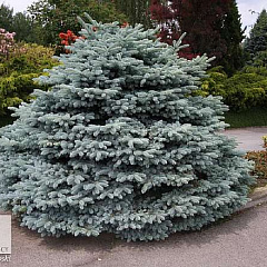 Ель колючая "Глаука Компакта" (Glauca Compacta) на штамбе