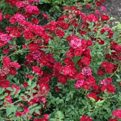 Роза плетистая "Ред Каскад" (Red Cascade)