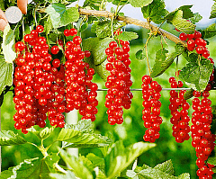 Смородина красная